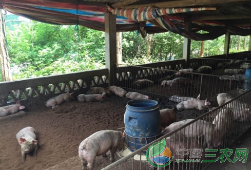 新型零排放生猪养殖新方法 离不开可持续