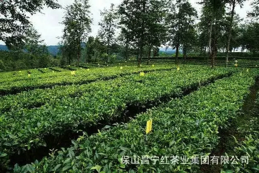 第十一届云南茶博会参展企业推荐—昌宁红茶