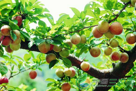 正常的土肥水管理可参照桃树进行,但李子树,尤其是国外布朗李,如黑