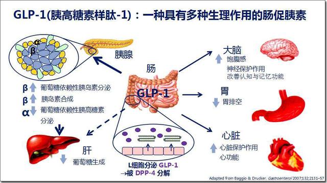 GLP 1胰高血糖素样肽 1轻松降糖作用显