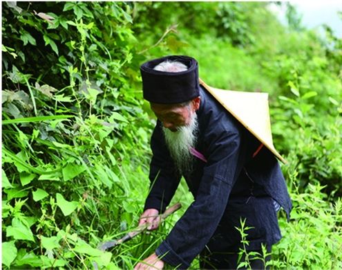 小编是土生土长在贵州黔东南苗族人,我们的雷公山健康 正文