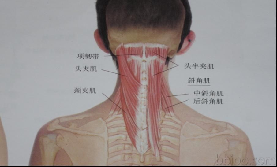 睡眠姿势不正确可能引发颈椎病