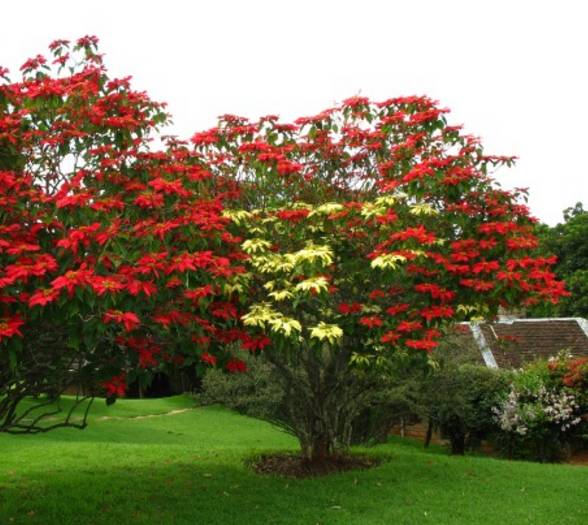 开满各种颜色的花的一品红树