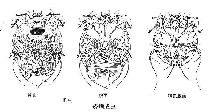 螨虫对人有什么危害它藏在哪里呢