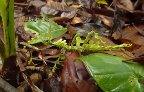 雨林发现新物种,网友:螳螂和苔藓结合的外星物种