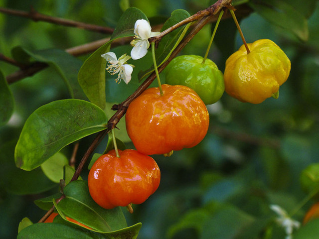 这6种观果植物不但好看还易养活