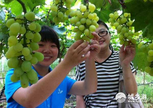 周末约哪儿? 2016重庆主城周边葡萄采摘地大