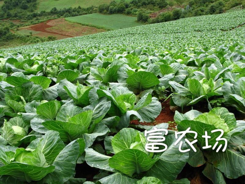 农场种植什么最赚钱?蔬菜,果树哪个更好?