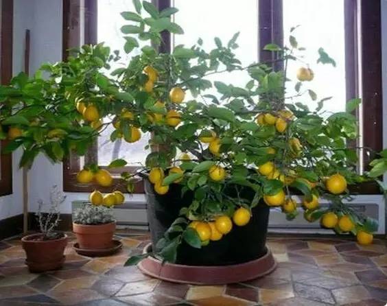 超简单!六步骤,就能在家成功种出一颗柠檬树!
