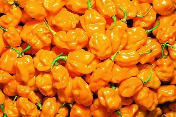 世界上最辣的辣椒_世界上最辣的辣椒排名,有的辣死过人