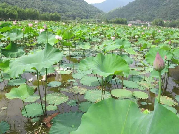 青田有多少人口_17 40mm 4L USM, 最好的摄影师都在这(2)