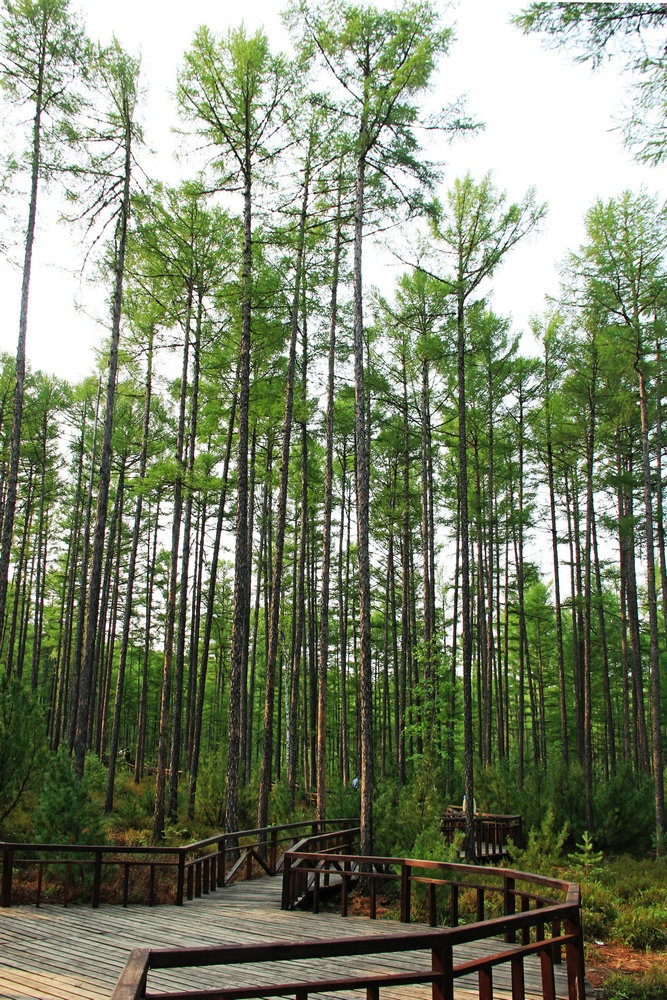 红豆坡是大兴安岭林区典型的杜香林林型,林中40--80年生中龄落叶松