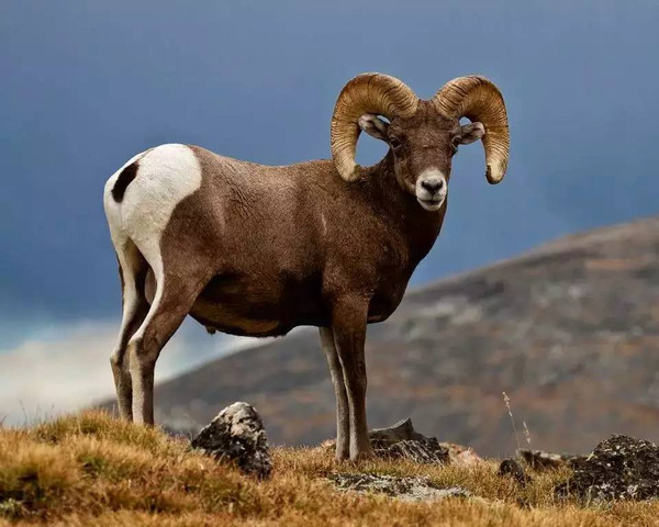 高山山羊mountain goat