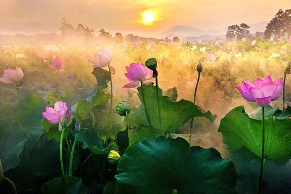 莲叶无穷碧,    很多人还不知道, 深圳周边就有一个美若仙境的荷花岛!