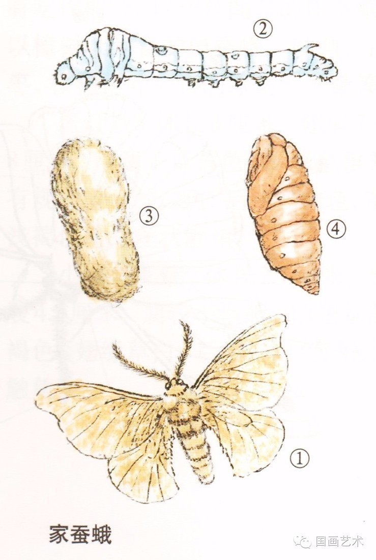 图中1为成虫(蚕蛾),2为幼虫(蚕),3为茧,4为蛹.↓↓↓ 工笔画法步骤 1.