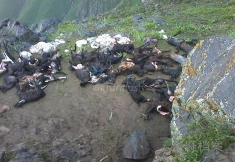 120只羊遭雷击身亡,网友:集体渡劫失败在吉尔