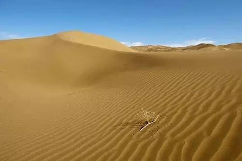 跟着河南人游西北?新疆库木塔格沙漠中的骆驼