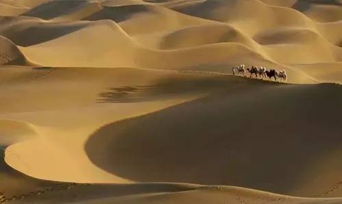 跟着河南人游西北?新疆库木塔格沙漠中的骆驼