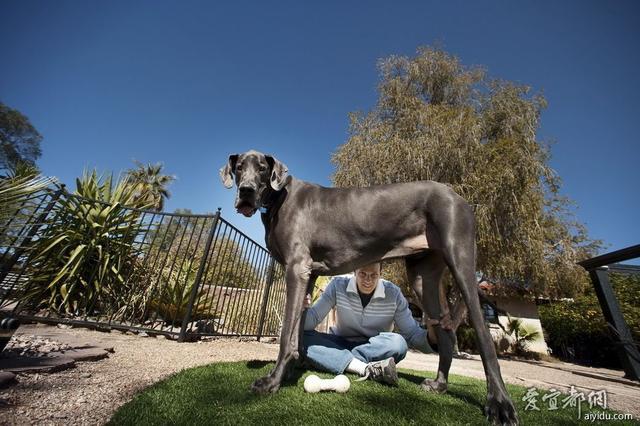 称为太阳神贵族犬种大丹犬简介