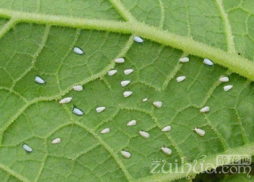 风虱子怎么办