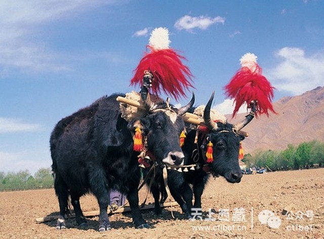 西藏最大的帐篷,竟用了4300公斤牦牛毛制作