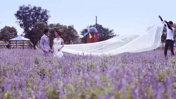 【微旅游】首届光影动漫节空降中国洛阳薰衣草庄园