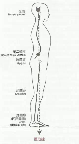 健康 正文  理想的姿势是当人体挺直站立时,耳垂(颞骨乳突),肩峰,躯干