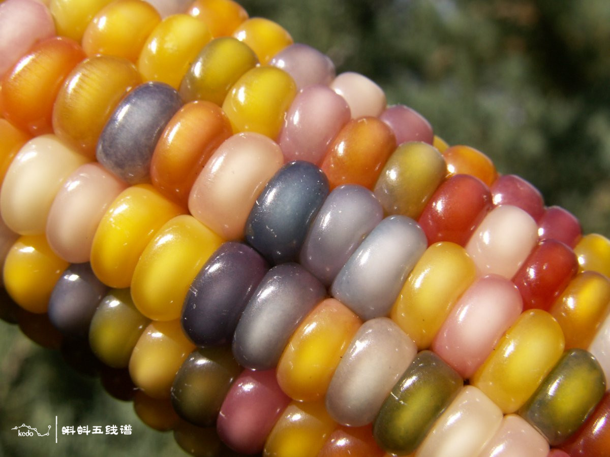 玉米丰收0,玉米丰收季,玉米丰收图片风景_大山谷图库
