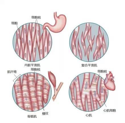 11.人体肌肉解剖图谱