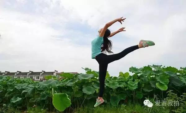 成都最美的荷花都在这里了