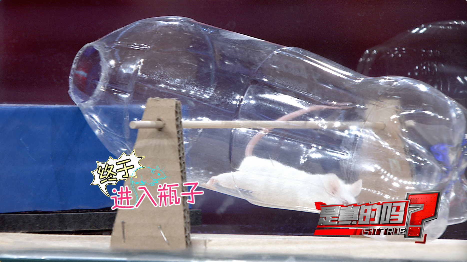 【米奇不妙001】涂料桶自制捕鼠器DIY捕鼠装置简易灭鼠装置老鼠作死_哔哩哔哩_bilibili