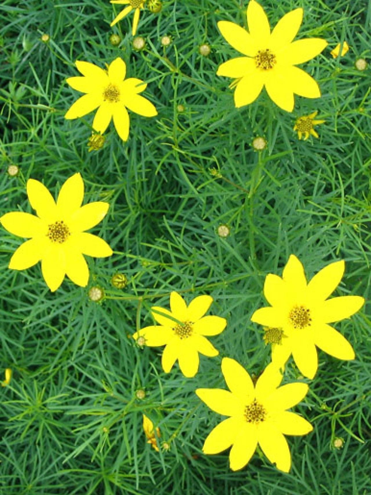 10种最耐养的多年生草本小花你喜欢哪个