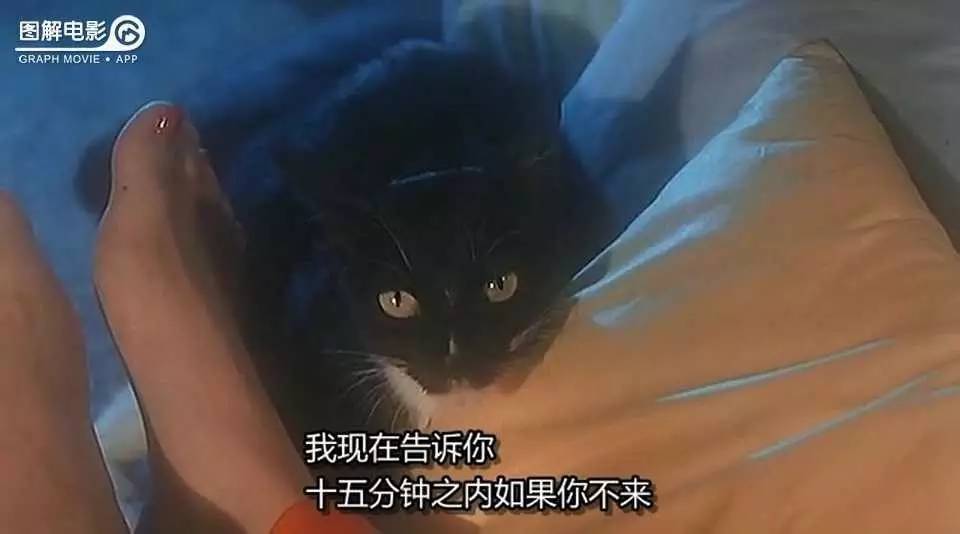 58心宠趣说猫历史|现代人怕黑猫,古代富人养黑猫