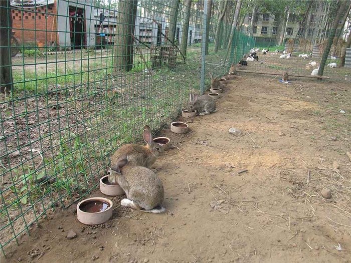 家庭养兔子技术发展农村家庭养兔业