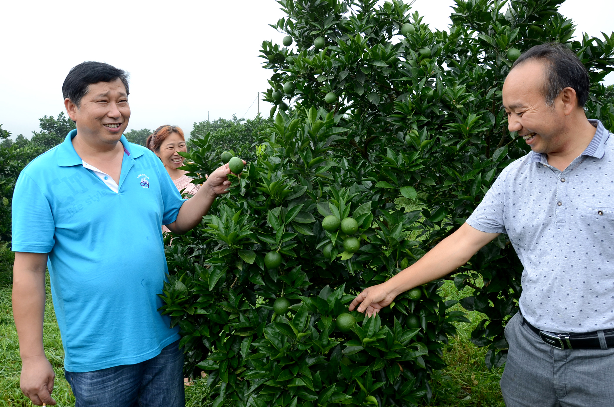 农民李先海:种柑橘做好作业最重要