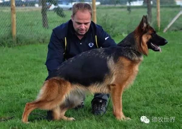 tannen paul vom bierstadter hof destiny von wilhendorf k0 jadyn