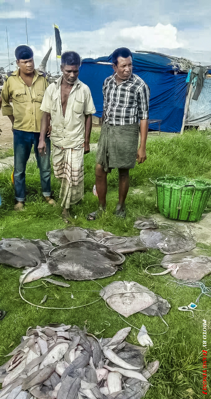 孟加拉的魔鬼鱼15元人民币一公斤