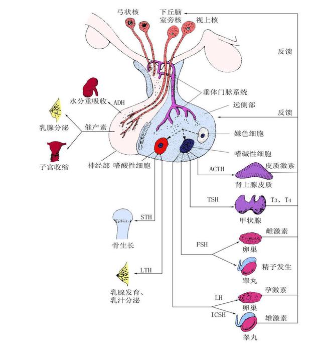 根据激素分泌种类的不同,激素分泌性垂体瘤可以分为以下几种: 1)泌乳