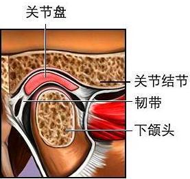 它由下颌骨髁突,颞骨关节面,居于二者之间的关节盘,关节
