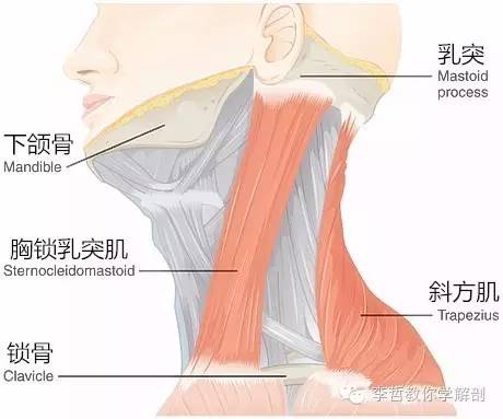 一,斜方肌和胸锁乳突肌的肌肉组合脊神经对于皮肤节段的控制脊神经