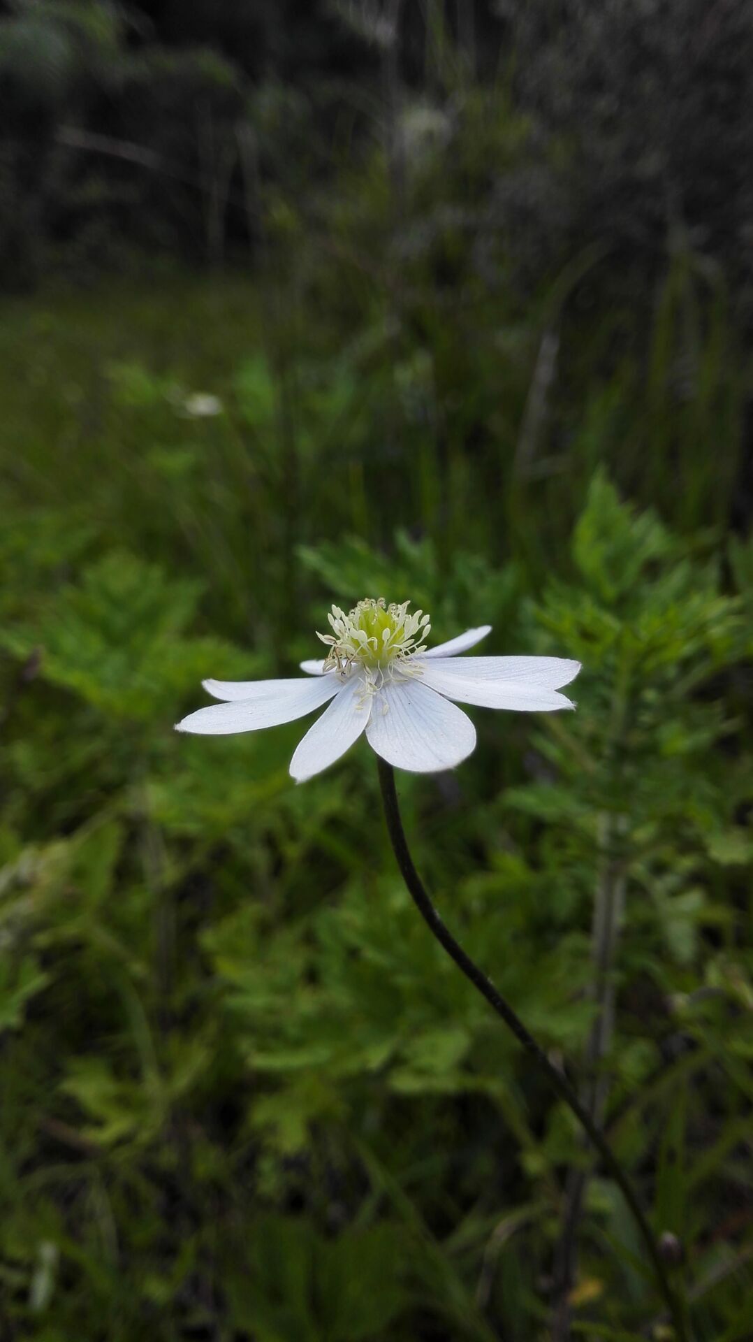 梦的远方开满小小野花 开在春,夏,秋,冬的野花 那些无名的野花在山谷