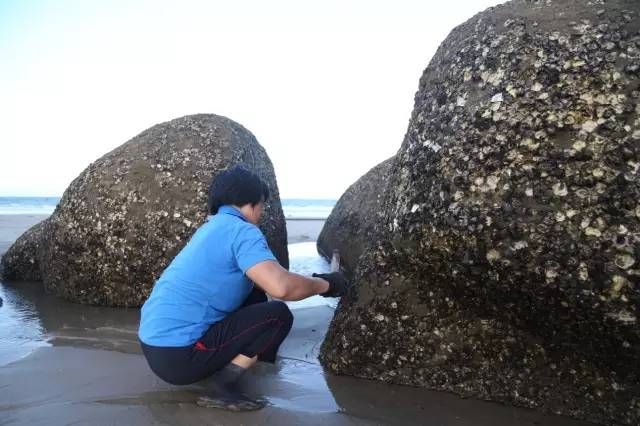 ▼简直是孤陋寡闻,原来海蛎还可以在石头上来!