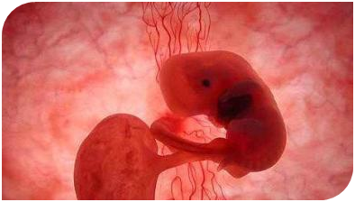 京家恩德运试管婴儿成功后如何预防胎停育的出