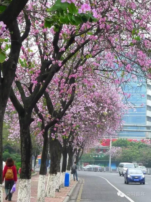 羊蹄甲根据花色和品种不同又分:红花羊蹄甲,宫粉羊蹄甲,羊蹄甲.