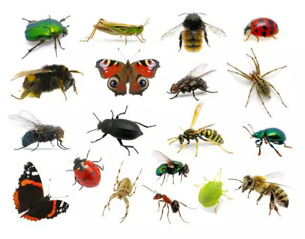 【活动预告】这个周末,与虫为伍,和珍贵昆虫标本亲密