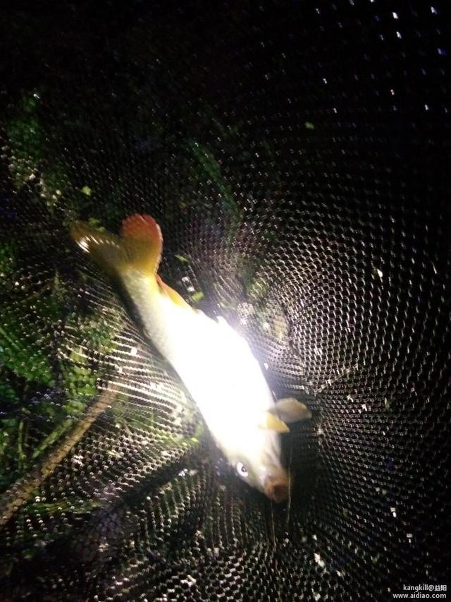 暴雨过后去夜钓—鱼获挺好