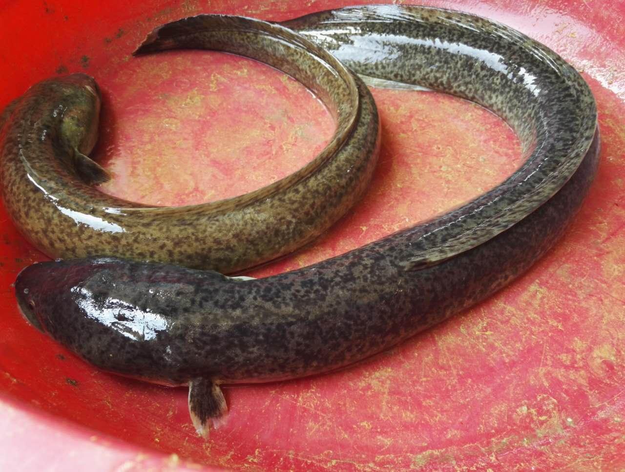 在不停的冒出来真的没有想到,花鳗鱼在广西壮乡地下泉水中自然的成功