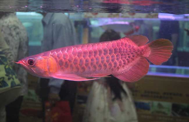 梅州市梅县区鱼乐圈水族馆 观赏鱼企业目录 第1张