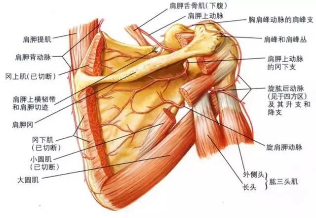 肩关节疼痛必治点—肩胛上切迹