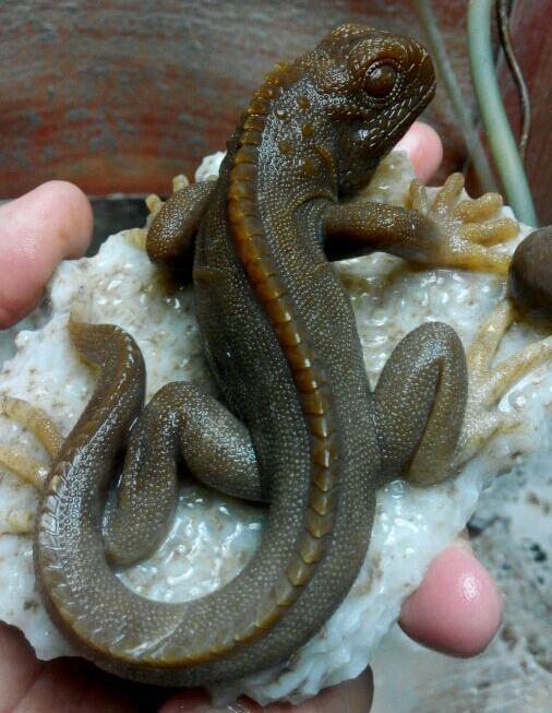 这里有一只和田糖玉大蜥蜴,图解雕刻过程!